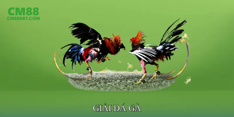 Giải đá gà