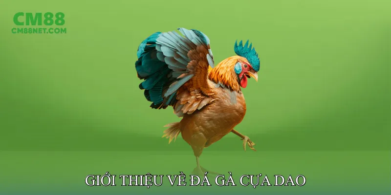 Giới Thiệu Về Đá Gà Cựa Dao