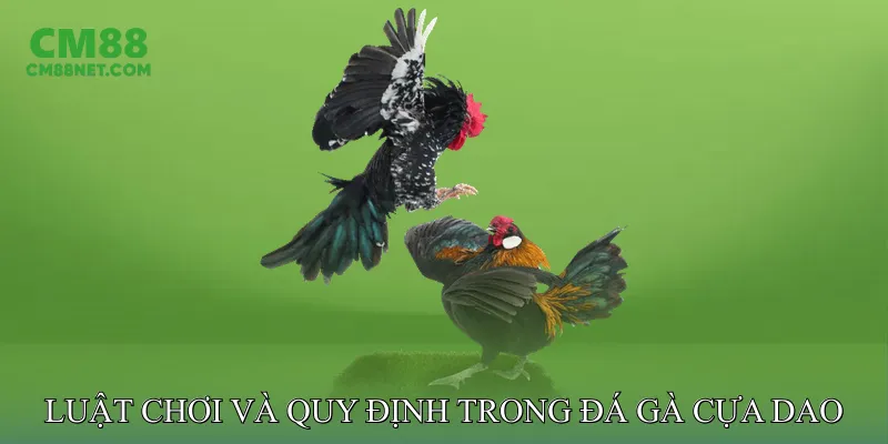 Luật Chơi Và Quy Định Cơ Bản Trong Đá Gà Cựa Dao