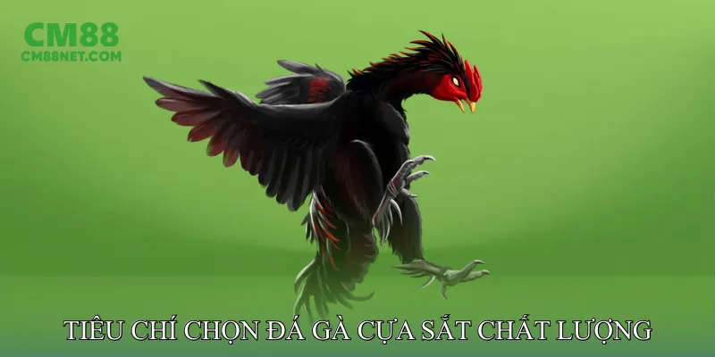 Tiêu Chí Chọn Đá Gà Cựa Sắt Chất Lượng