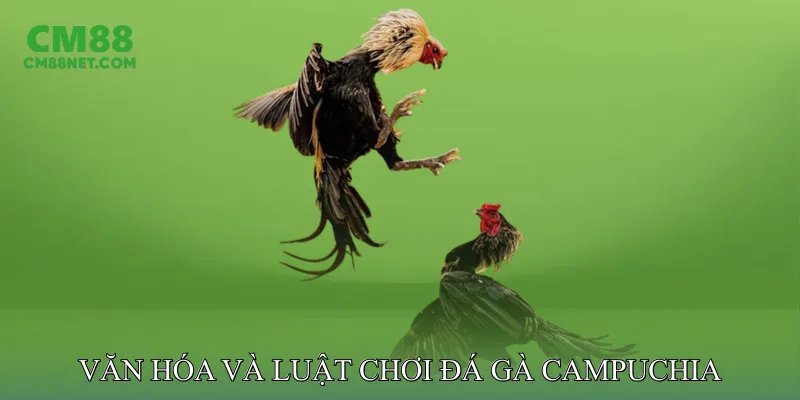 Văn Hóa Và Luật Chơi Đá Gà Campuchia